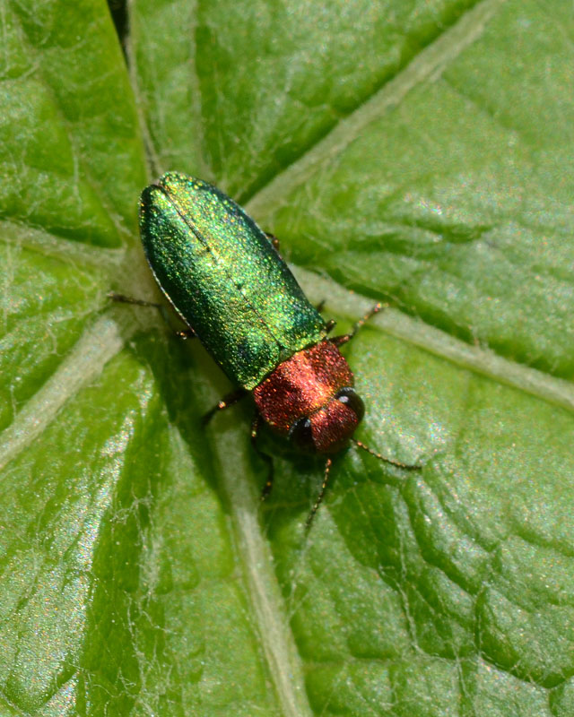 Buprestidae in esame: Anthaxia nitidula